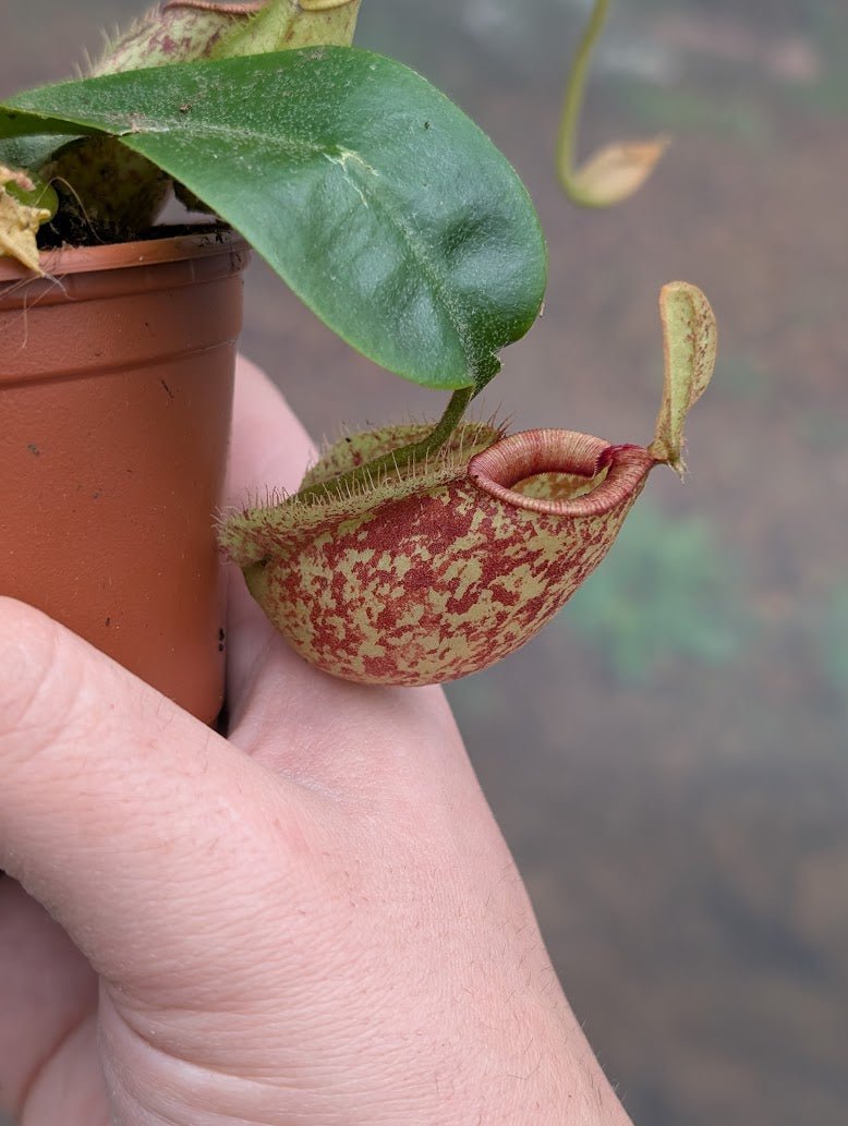 Planta carnívora - Nepenthes hookeriana - Carniterrace - Comprar en tienda online