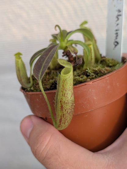 Planta carnívora - Nepenthes Maxima - Carniterrace - Comprar en tienda online