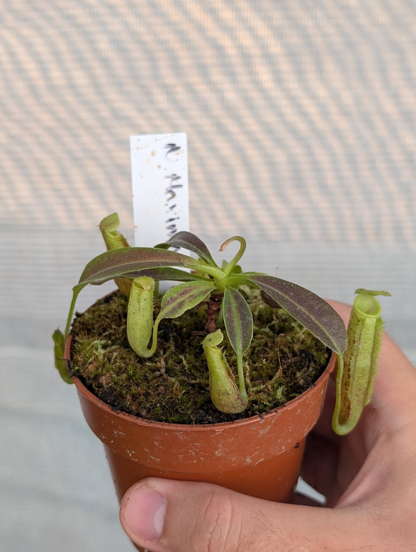 Planta carnívora - Nepenthes Maxima - Carniterrace - Comprar en tienda online