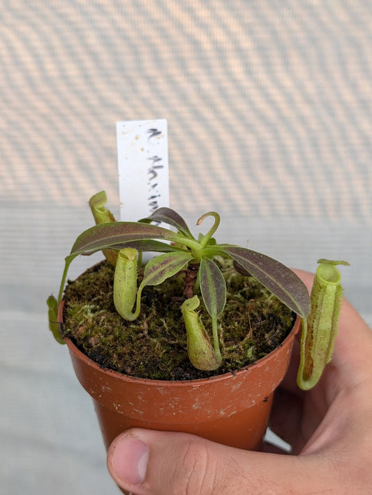 Planta carnívora - Nepenthes Maxima - Carniterrace - Comprar en tienda online