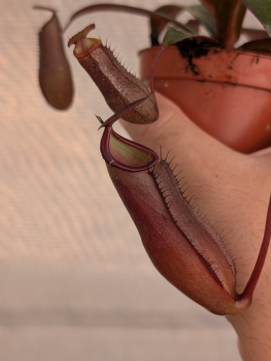 Planta carnívora - Nepenthes rebecca soper - Carniterrace - Comprar en tienda online