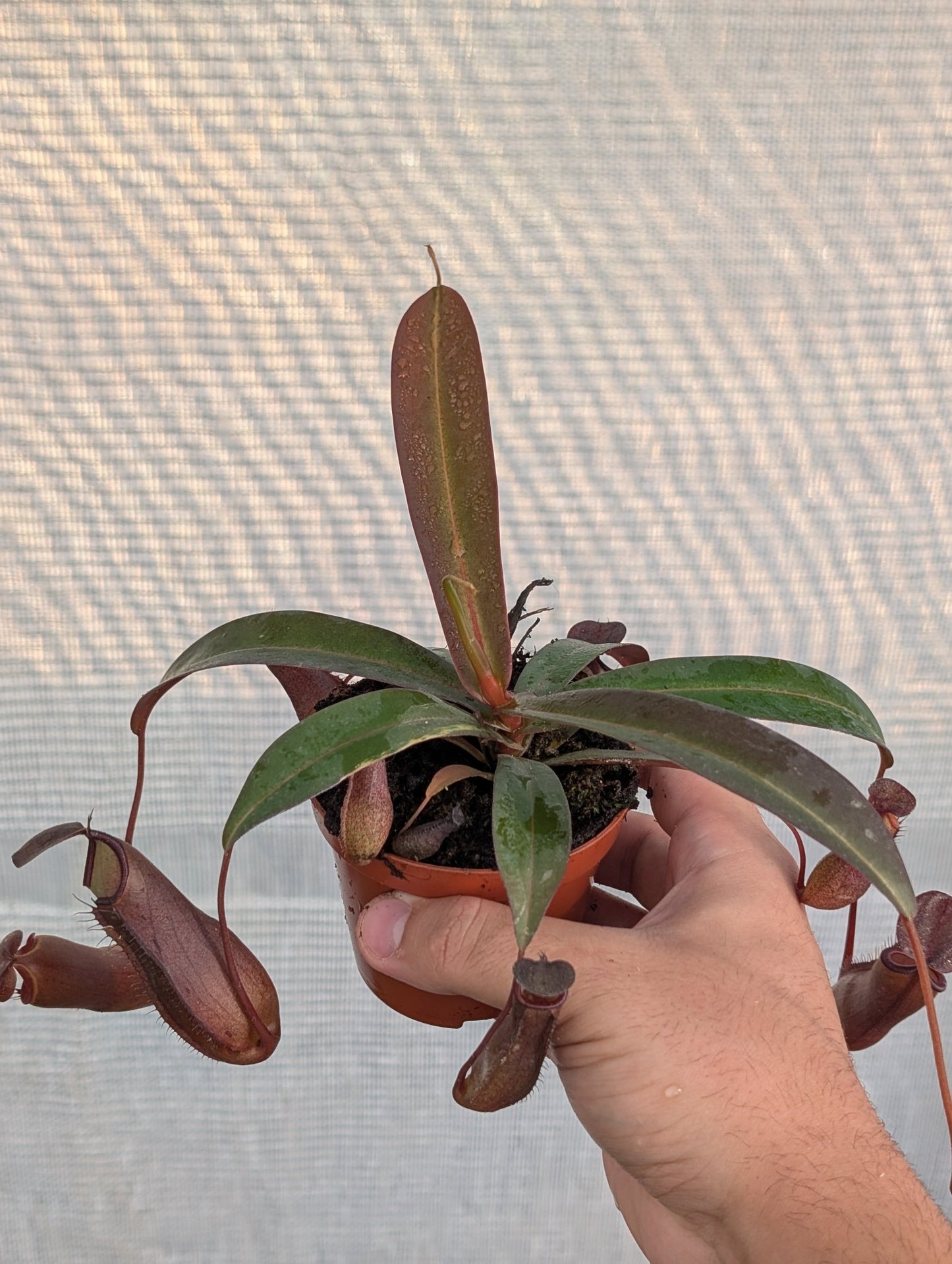 Planta carnívora - Nepenthes rebecca soper - Carniterrace - Comprar en tienda online