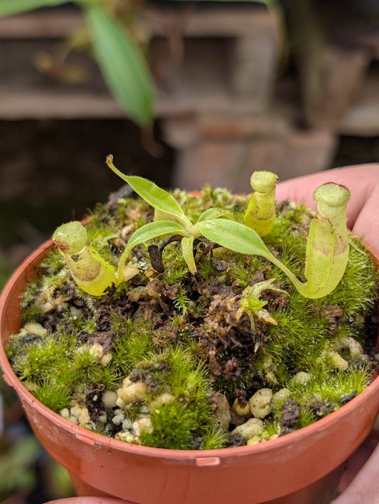 Planta carnívora - Nepenthes Sericea - Carniterrace - Comprar en tienda online