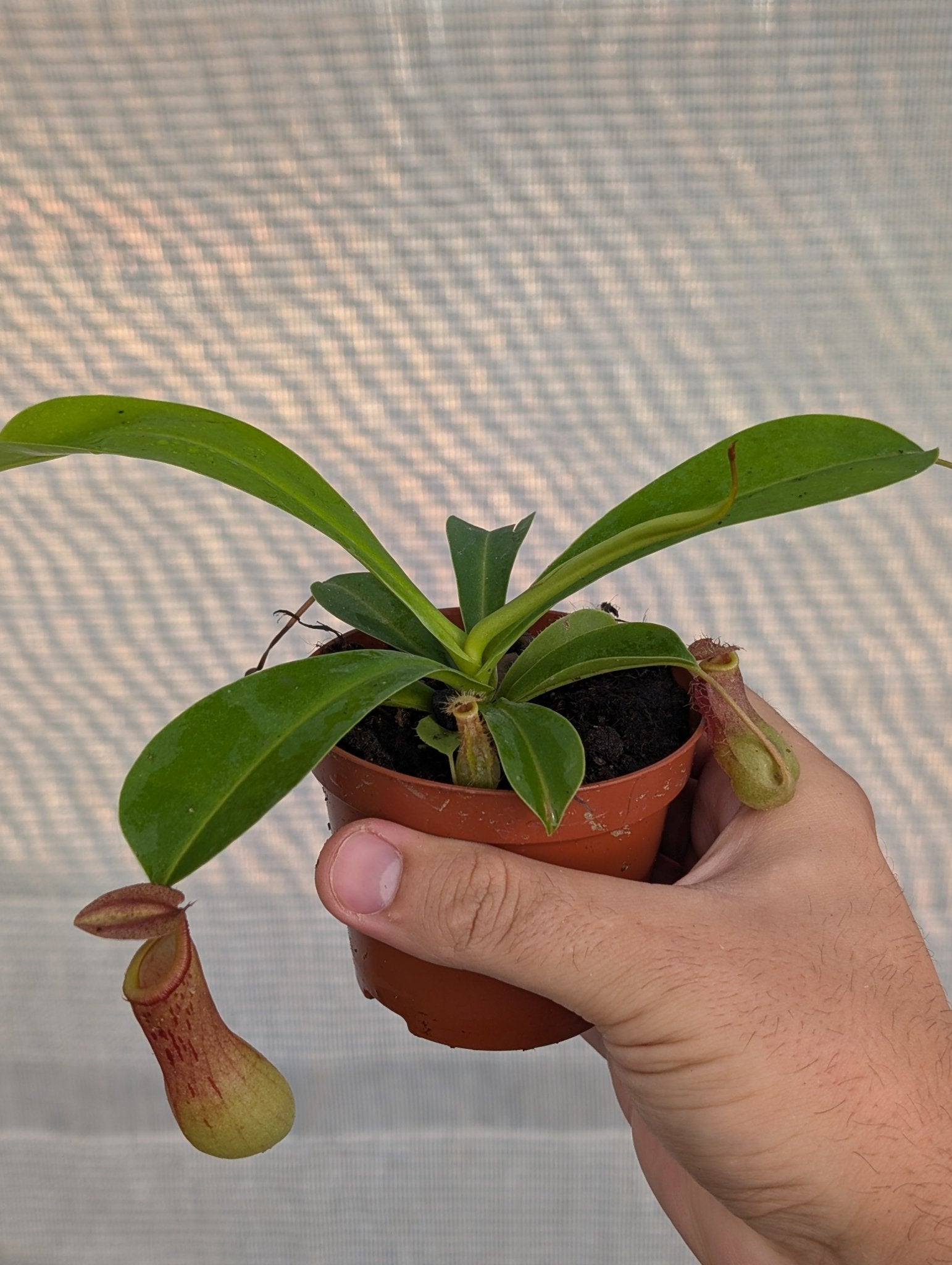 Planta carnívora - Nepenthes ventricosa x alata - Carniterrace - Comprar en tienda online