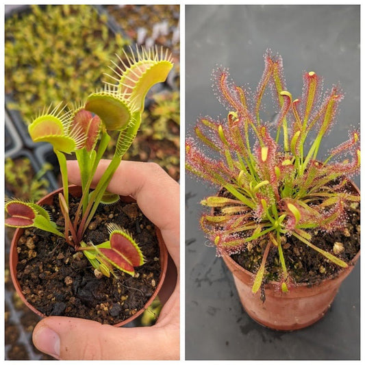 Planta carnívora - Pack iniciación 1.1 - Dionaea + Drosera - Carniterrace - Comprar en tienda online