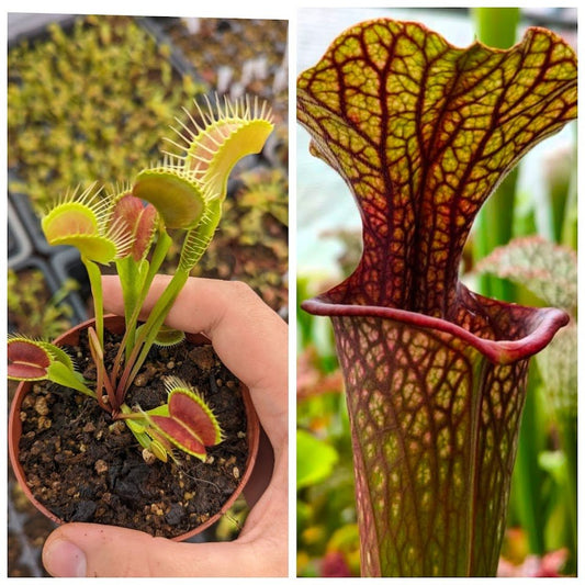 Planta carnívora - Pack iniciación 1.3 - Carniterrace - Comprar en tienda online