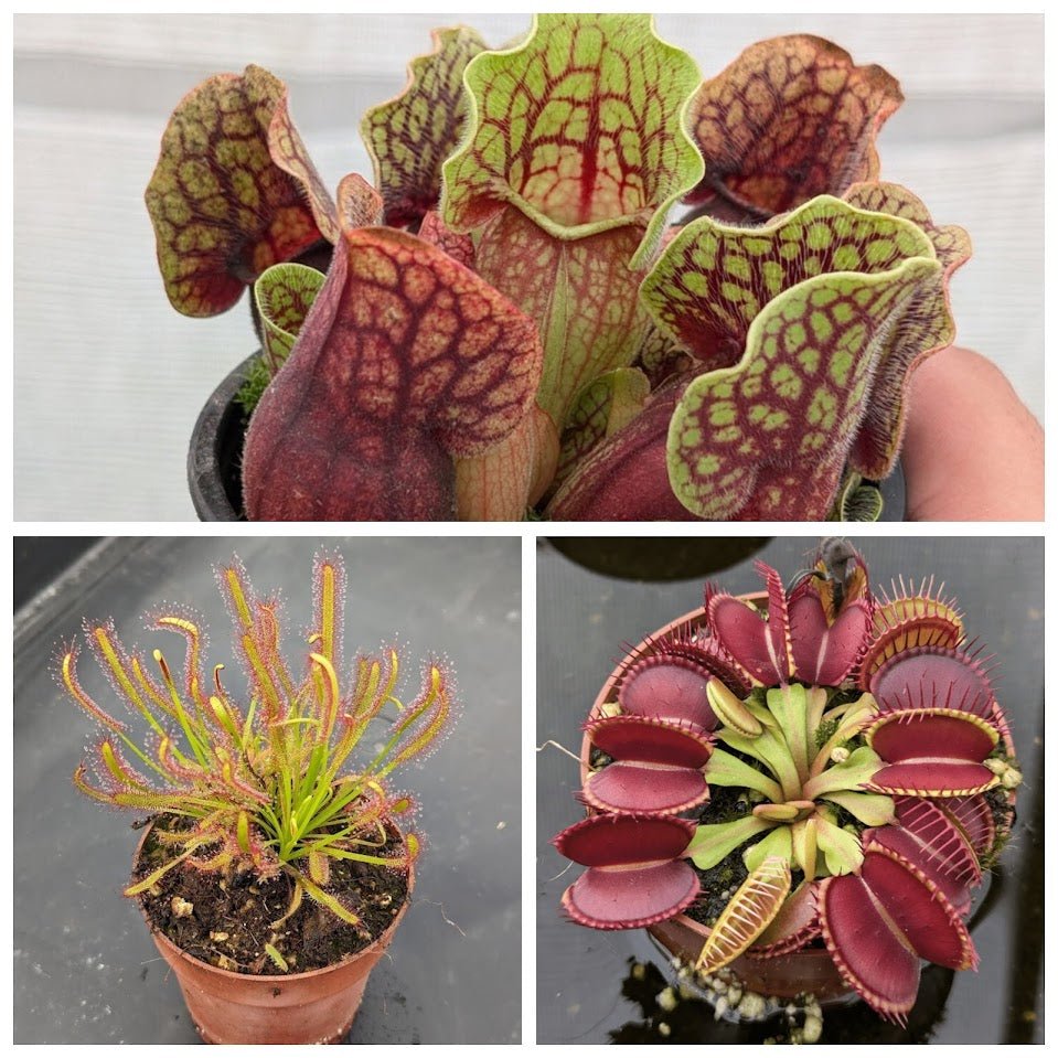 Planta carnívora - Pack iniciación 2 - Carniterrace - Comprar en tienda online