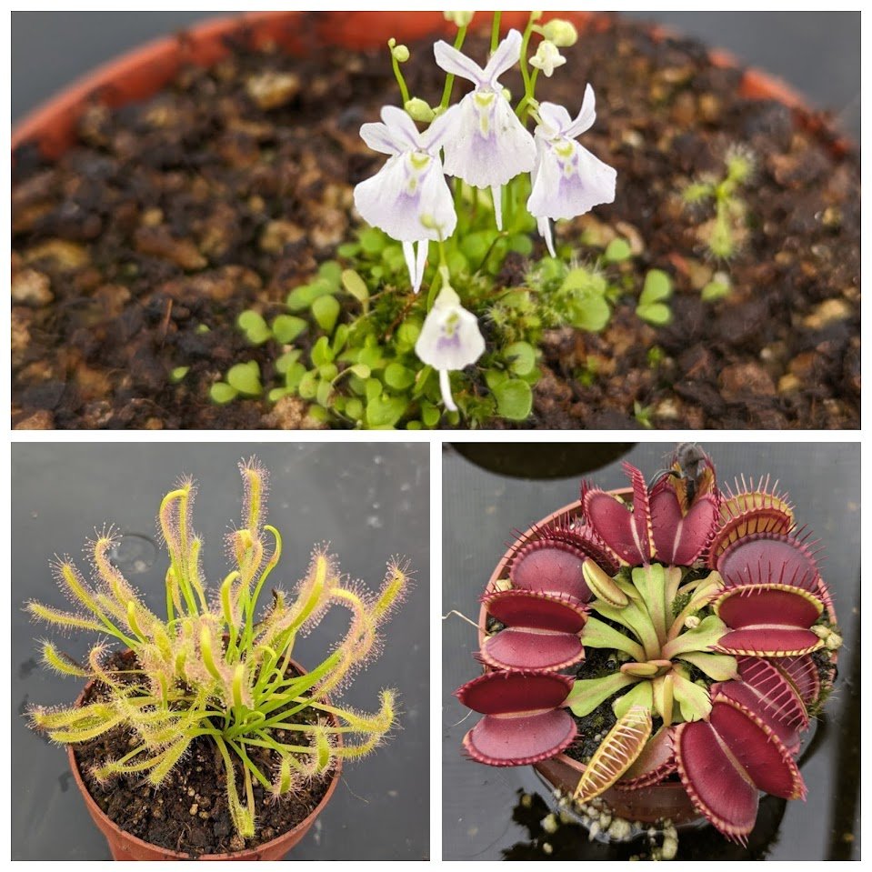 Planta carnívora - Pack iniciación 3 - Carniterrace - Comprar en tienda online