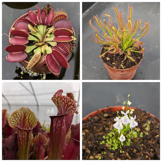 Planta carnívora - Pack iniciación 4 - Carniterrace - Comprar en tienda online