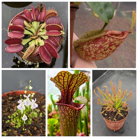Planta carnívora - Pack iniciación 5 - Carniterrace - Comprar en tienda online