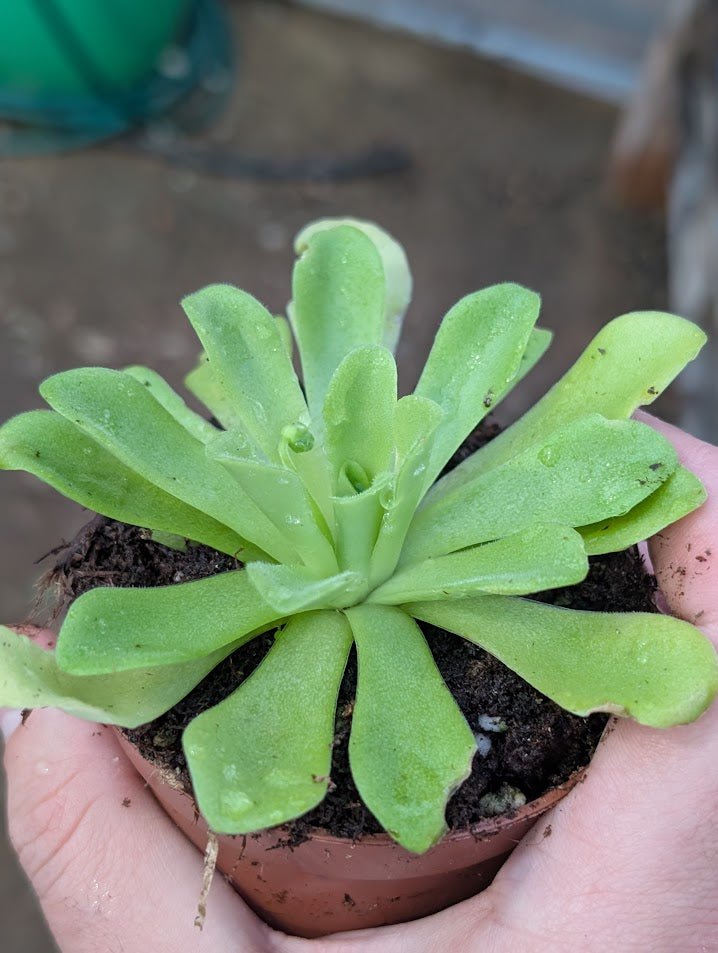 Planta carnívora - Pinguicula agnata (Weilbrenner - Alemania) - Carniterrace - Comprar en tienda online