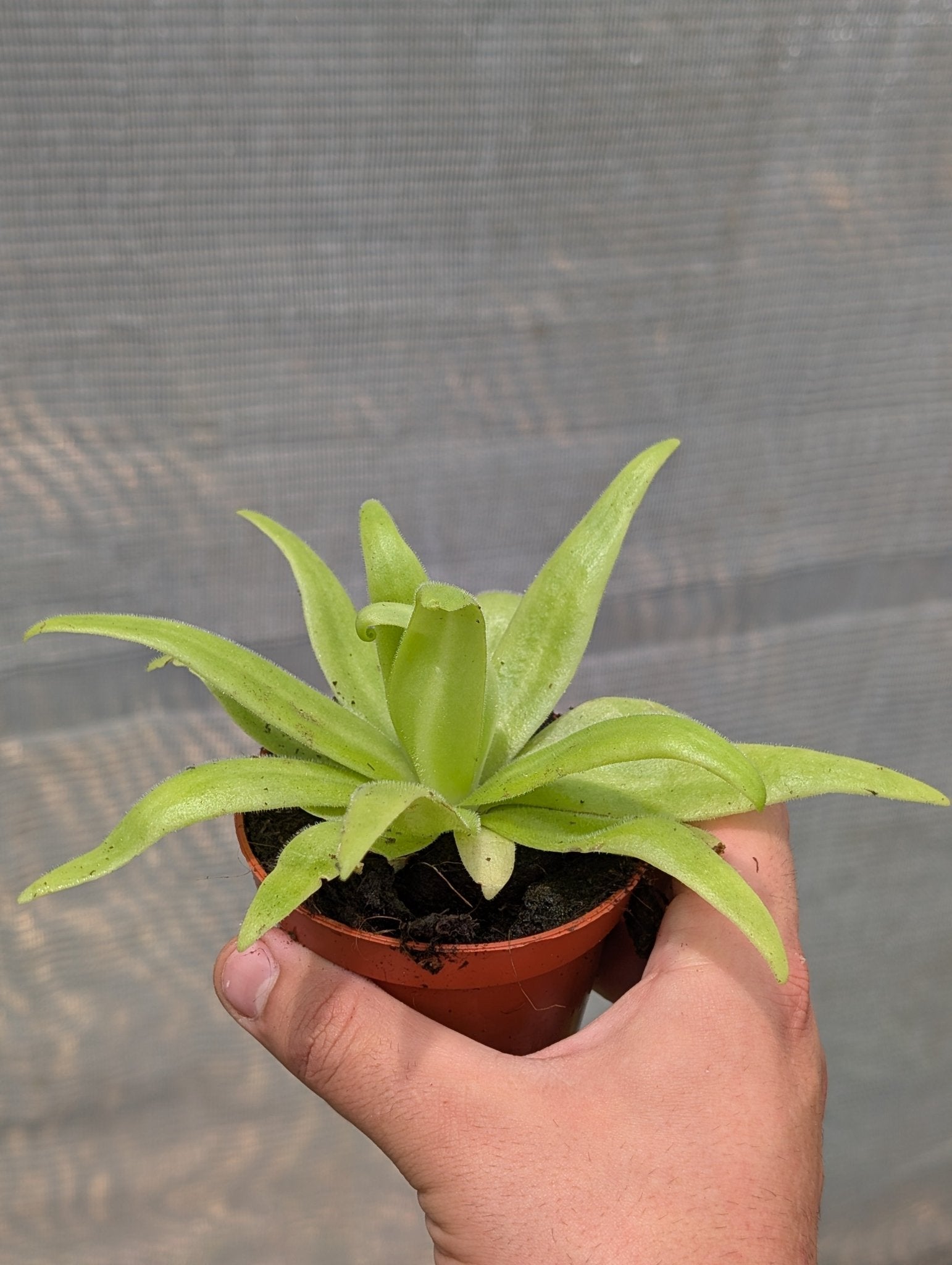 Planta carnívora - Pinguicula "Aphrodite" - Carniterrace - Comprar en tienda online