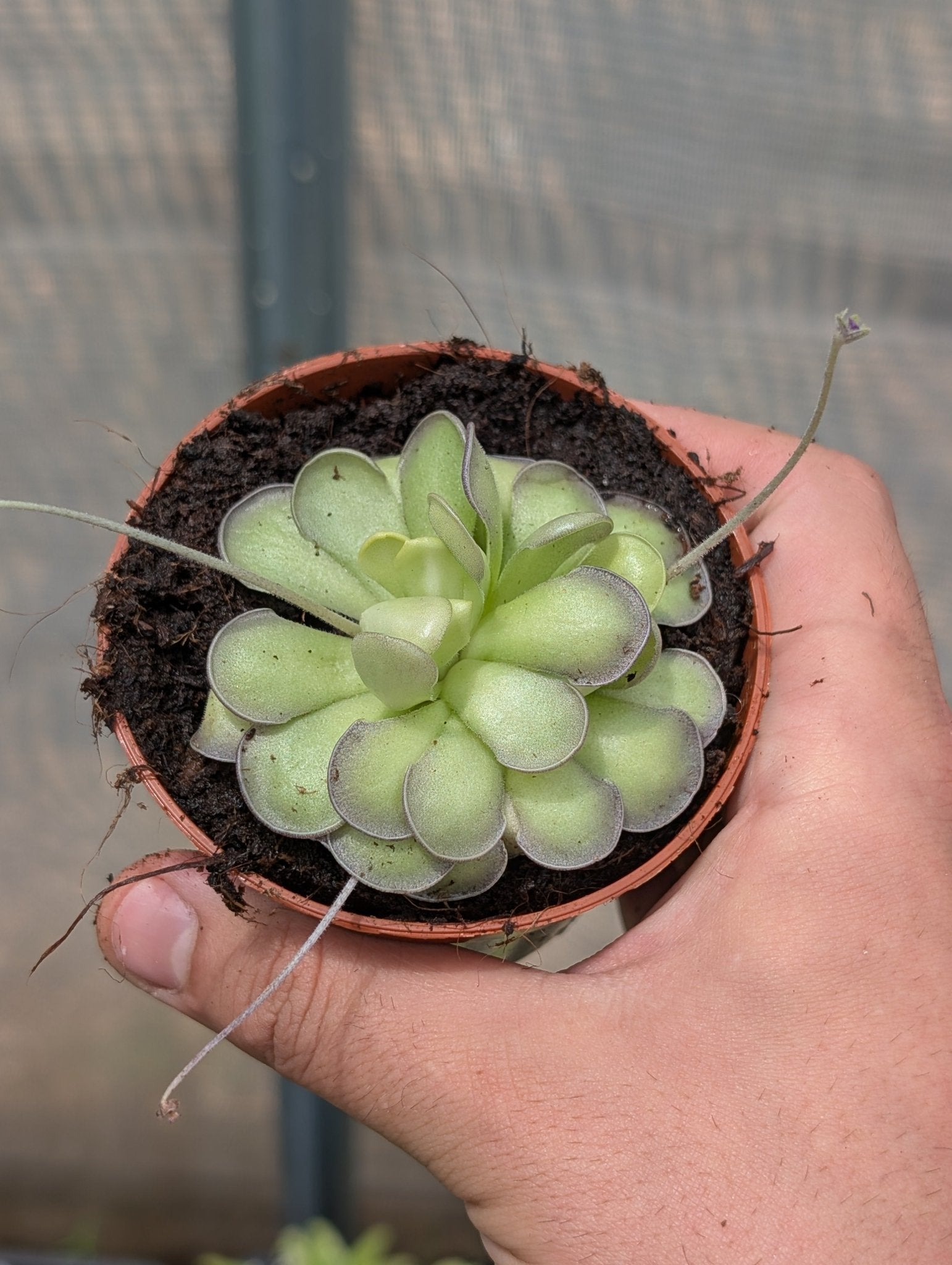 Planta carnívora - Pinguicula "Cyclosecta" - Carniterrace - Comprar en tienda online