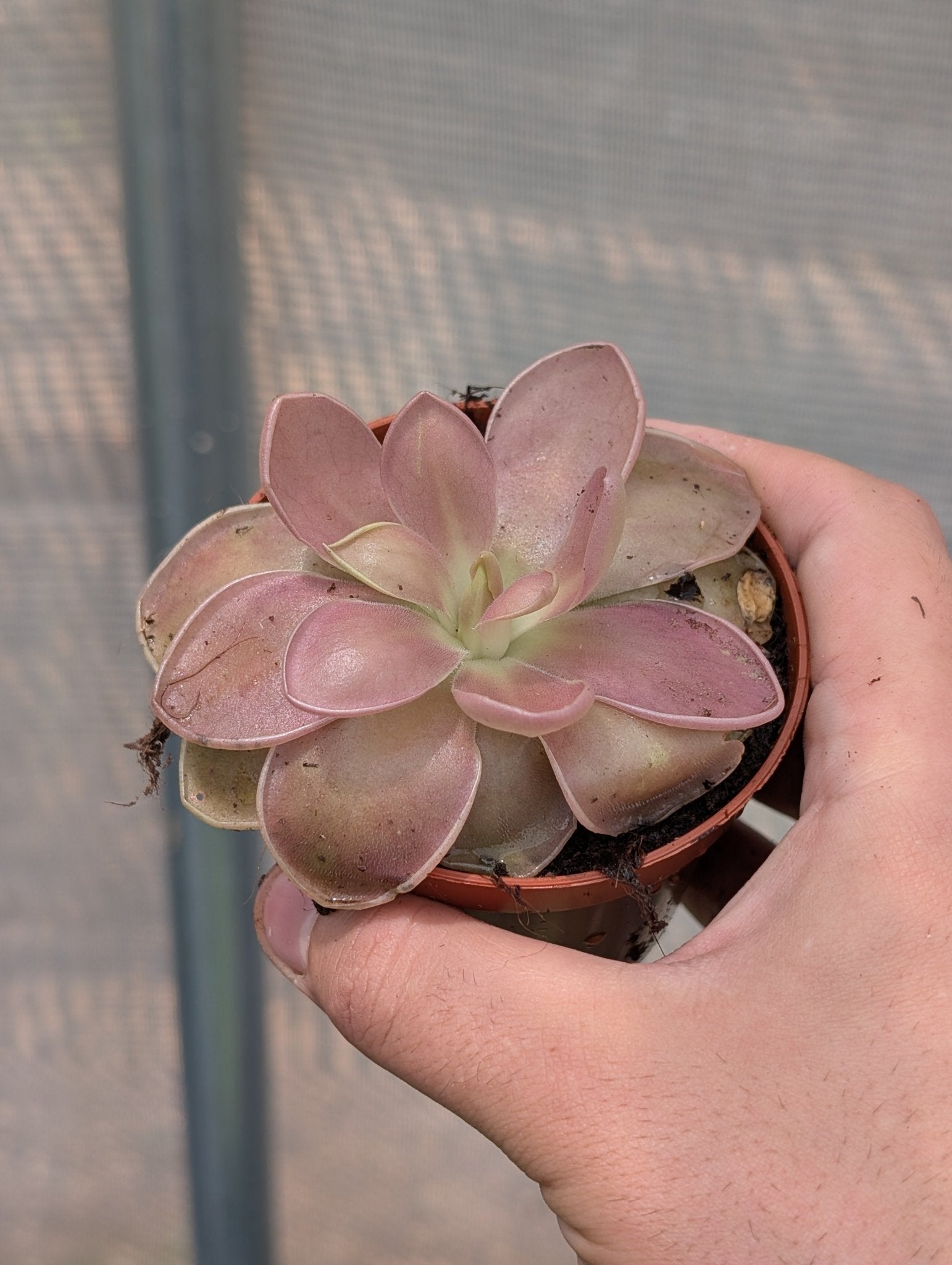 Planta carnívora - Pinguicula "Weser" - Carniterrace - Comprar en tienda online