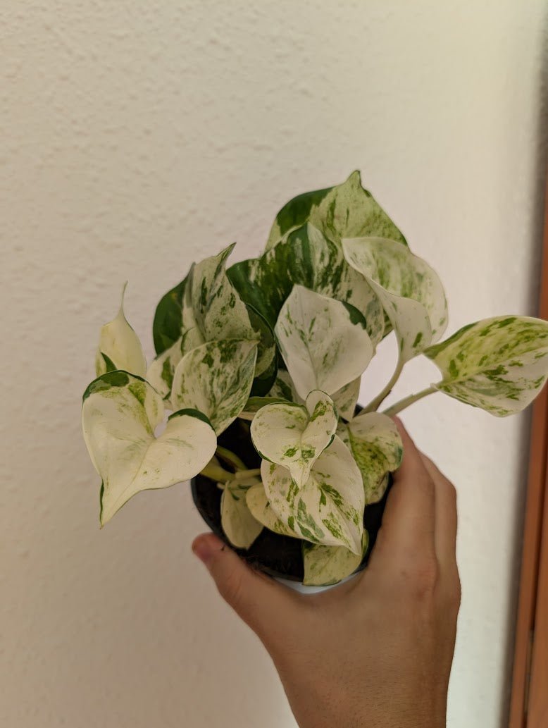 Planta carnívora - Pothos Happy Leaf (Epipremnum) - Carniterrace - Comprar en tienda online