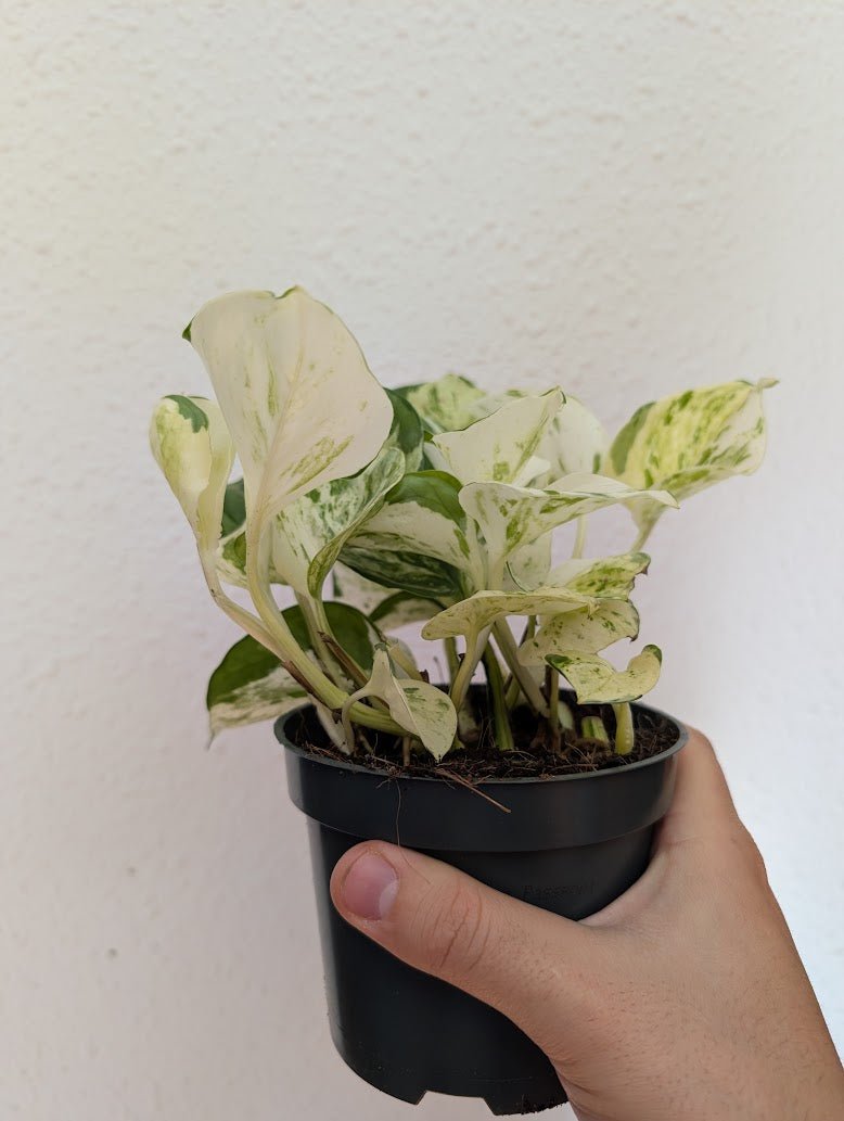 Planta carnívora - Pothos Happy Leaf (Epipremnum) - Carniterrace - Comprar en tienda online