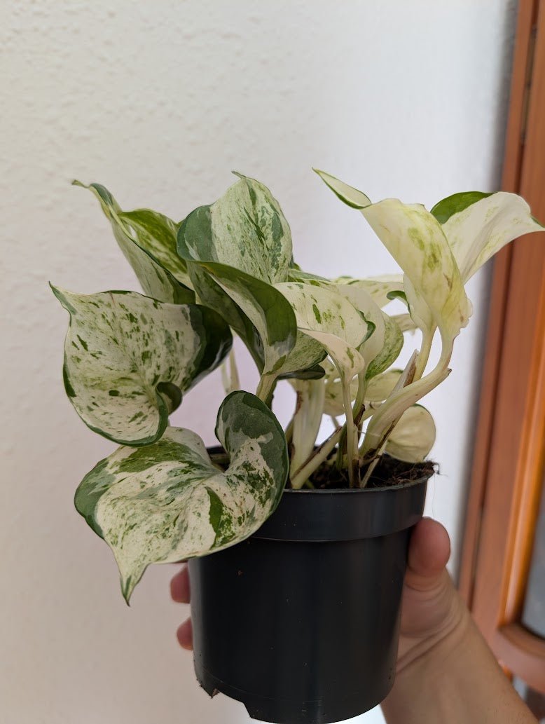 Planta carnívora - Pothos Happy Leaf (Epipremnum) - Carniterrace - Comprar en tienda online
