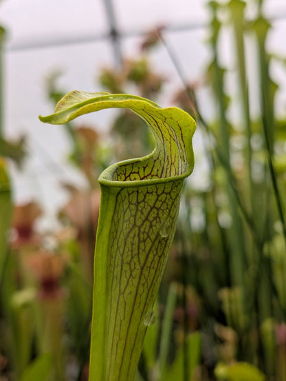 Planta carnívora - Sarracenia Alata - Carniterrace - Comprar en tienda online