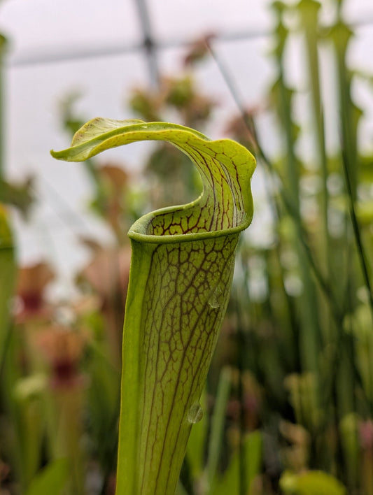 Planta carnívora - Sarracenia Alata - Carniterrace - Comprar en tienda online