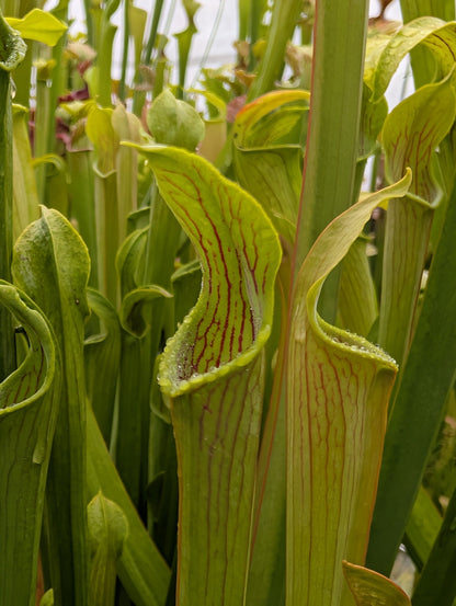 Planta carnívora - Sarracenia Alata - Carniterrace - Comprar en tienda online