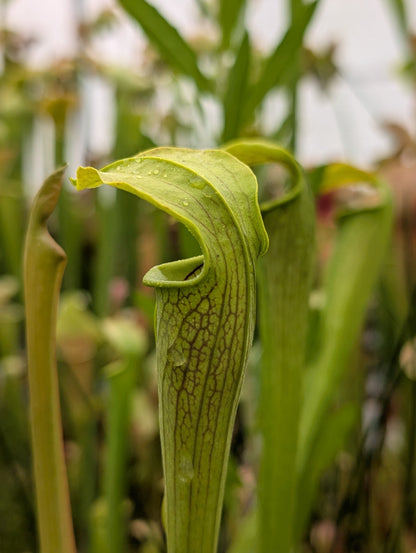 Planta carnívora - Sarracenia Alata - Carniterrace - Comprar en tienda online