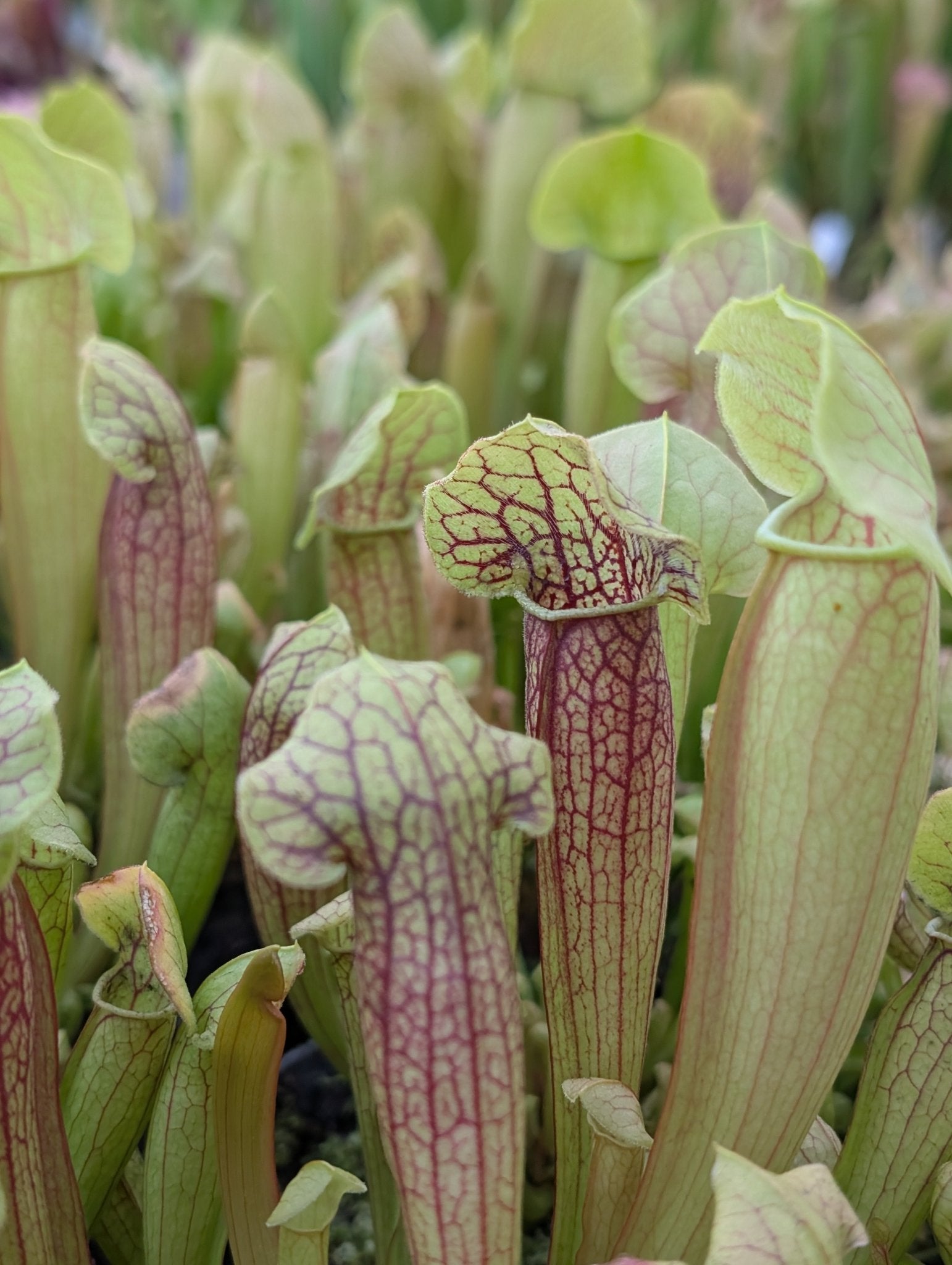Planta carnívora - Sarracenia Barbapapa - Carniterrace - Comprar en tienda online
