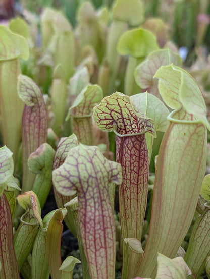 Planta carnívora - Sarracenia Barbapapa - Carniterrace - Comprar en tienda online