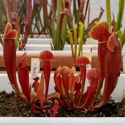 Planta carnívora - Sarracenia Barbapapa - Carniterrace - Comprar en tienda online