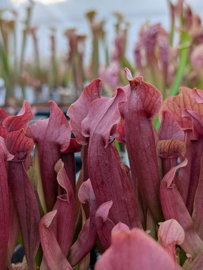 Planta carnívora - Sarracenia Chelsonii - Carniterrace - Comprar en tienda online