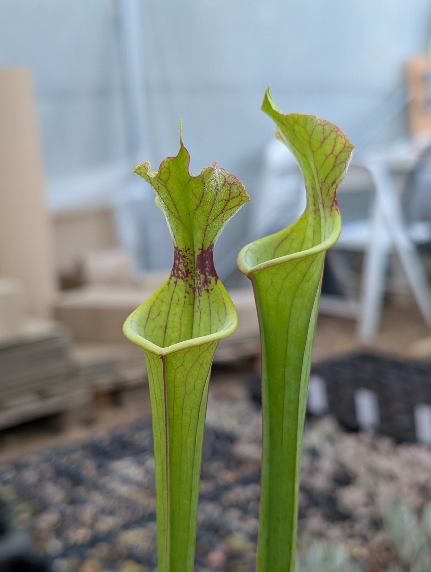 Planta carnívora - Sarracenia Flava var rugelii x Leucophylla - Carniterrace - Comprar en tienda online