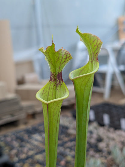 Planta carnívora - Sarracenia Flava var rugelii x Leucophylla - Carniterrace - Comprar en tienda online