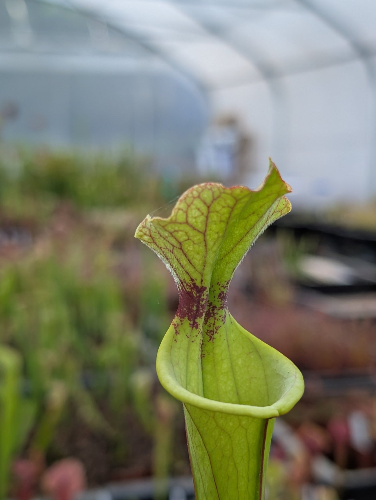 Planta carnívora - Sarracenia Flava var rugelii x Leucophylla - Carniterrace - Comprar en tienda online