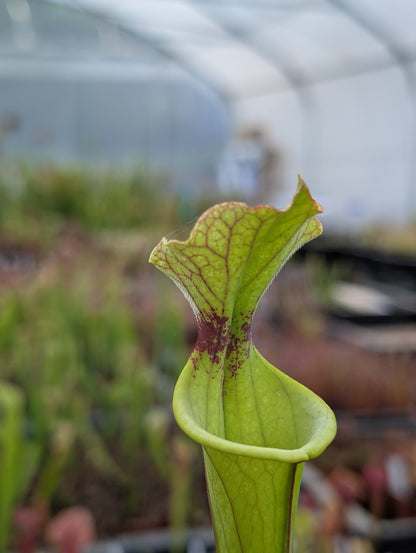 Planta carnívora - Sarracenia Flava var rugelii x Leucophylla - Carniterrace - Comprar en tienda online