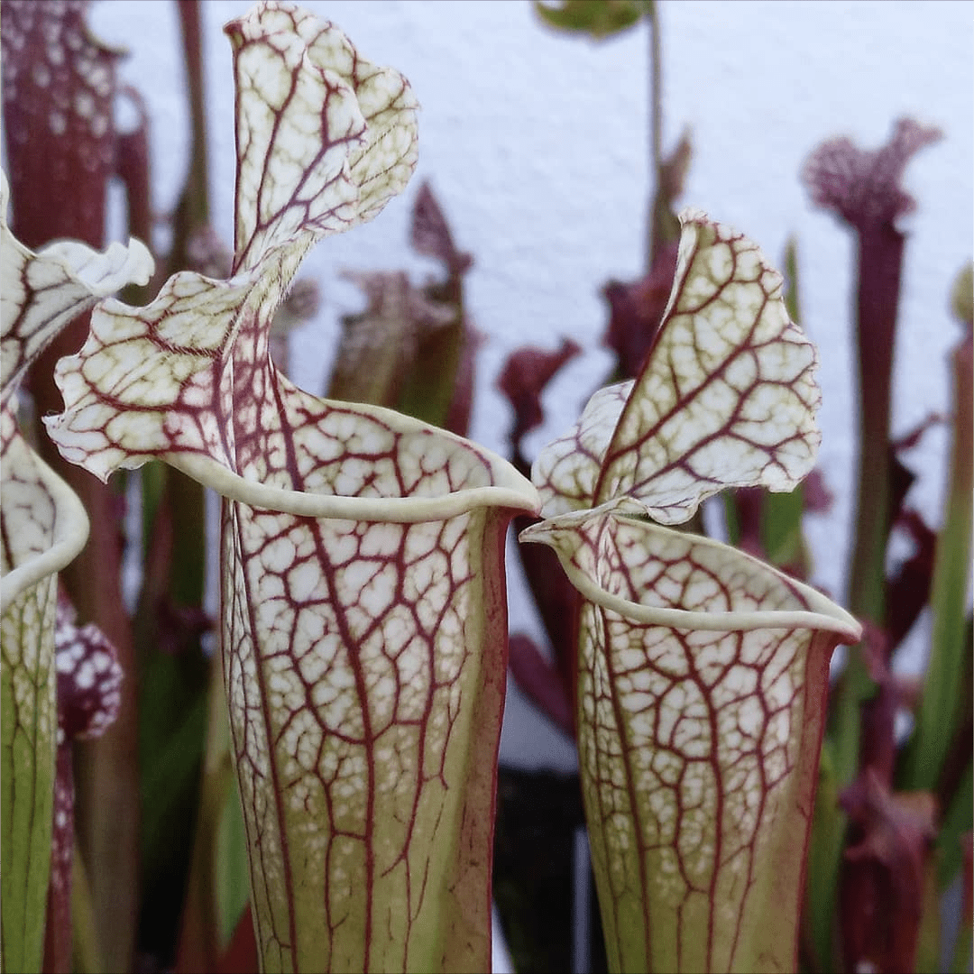 Planta carnívora - Sarracenia Leucophylla strikerles plants hybrid - Carniterrace - Comprar en tienda online