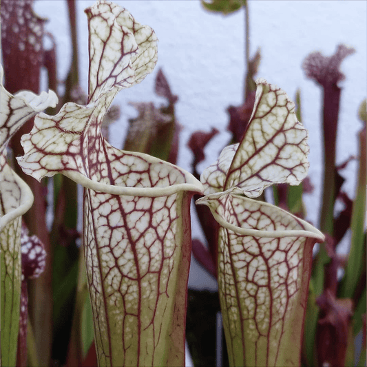 Planta carnívora - Sarracenia Leucophylla strikerles plants hybrid - Carniterrace - Comprar en tienda online