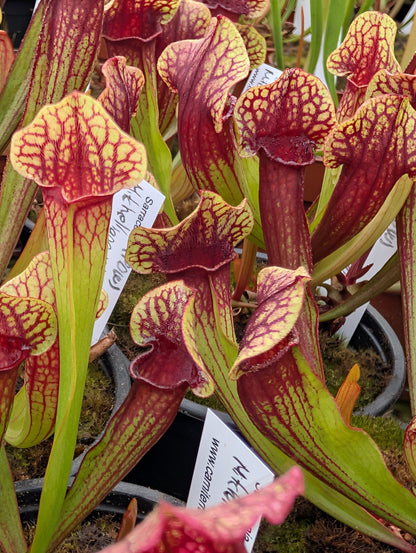 Planta carnívora - Sarracenia mitchelliana x mithelliana (Patrick De Wolf) - Carniterrace - Comprar en tienda online