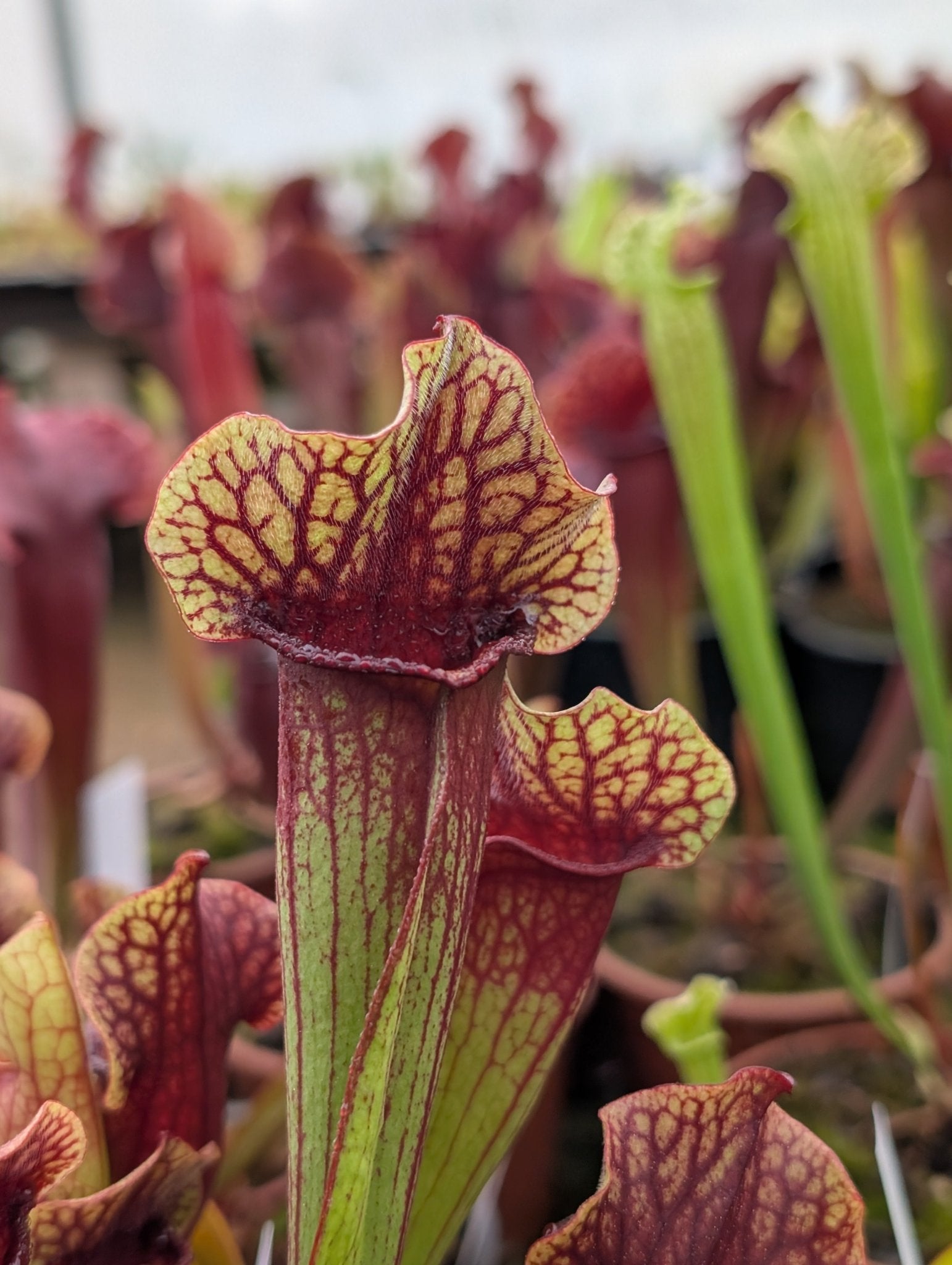 Planta carnívora - Sarracenia mitchelliana x mithelliana (Patrick De Wolf) - Carniterrace - Comprar en tienda online