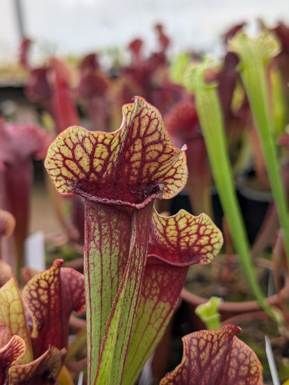 Planta carnívora - Sarracenia mitchelliana x mithelliana (Patrick De Wolf) - Carniterrace - Comprar en tienda online