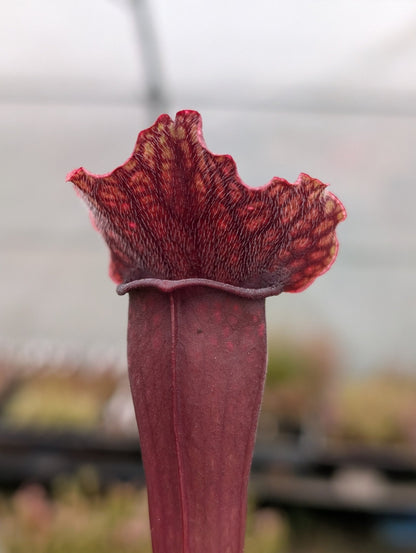 Planta carnívora - Sarracenia x mitchelliana (Clon de Laguna plants) - Carniterrace - Comprar en tienda online