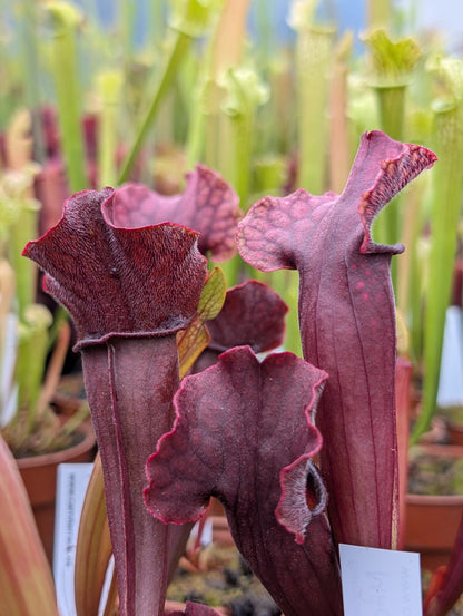 Planta carnívora - Sarracenia x mitchelliana (Clon de Laguna plants) - Carniterrace - Comprar en tienda online
