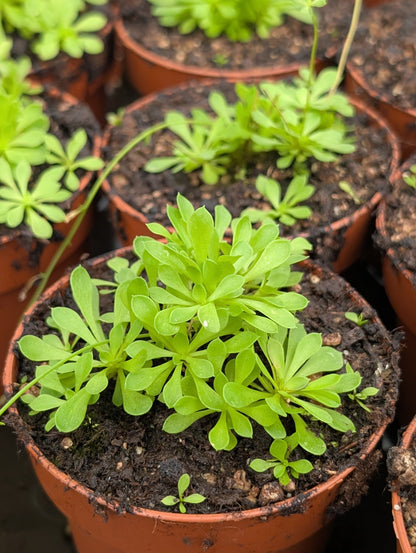 Planta carnívora - Stylidium debile - Carniterrace - Comprar en tienda online