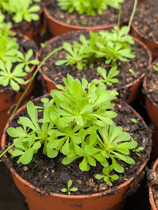 Planta carnívora - Stylidium debile - Carniterrace - Comprar en tienda online