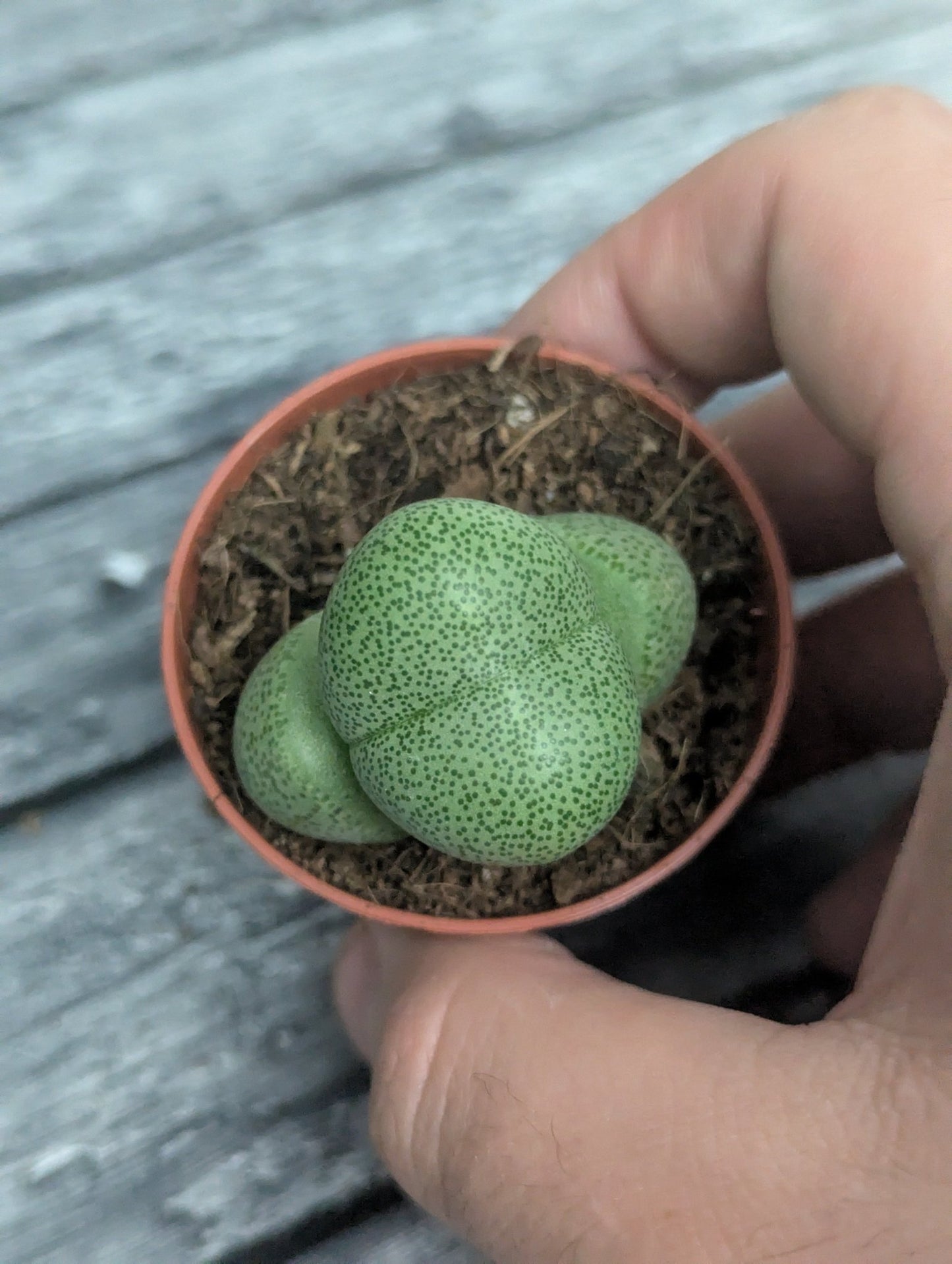 Planta carnívora - Pleiospilos nelii - Carniterrace - Comprar en tienda online