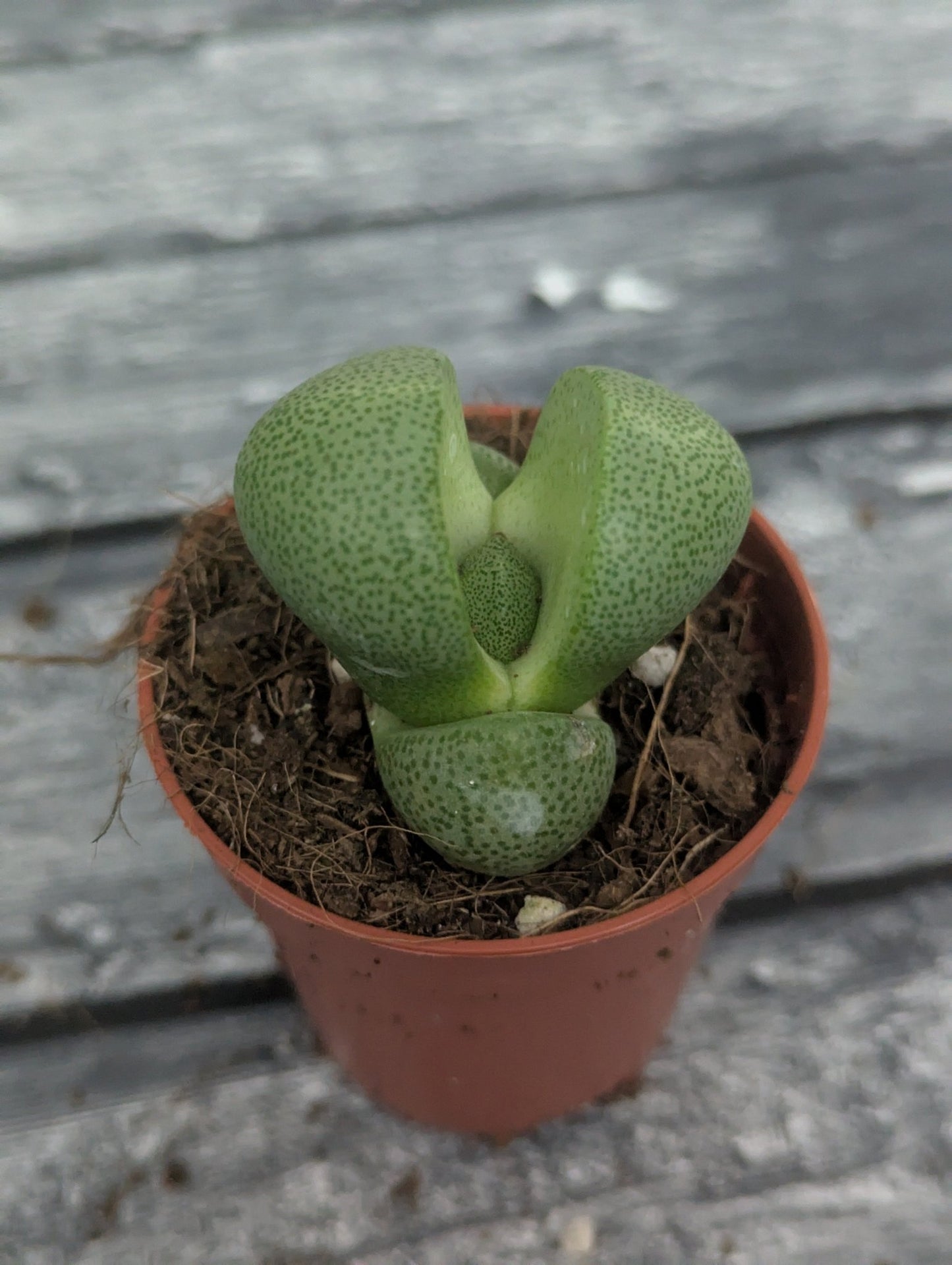 Planta carnívora - Pleiospilos nelii - Carniterrace - Comprar en tienda online