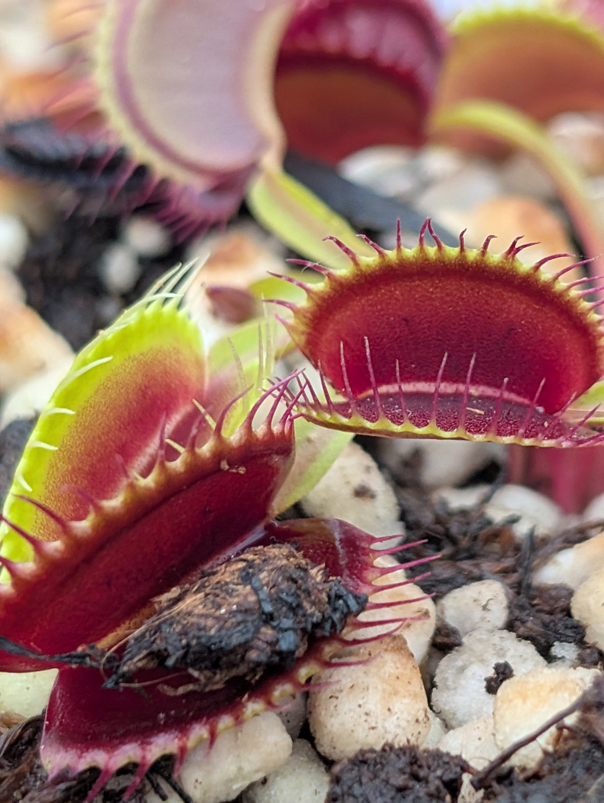 Dionaea muscipula 'Ginormus'