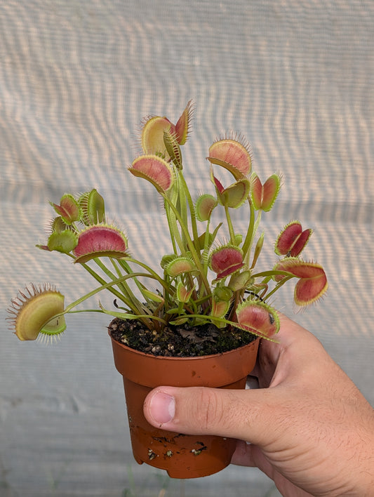 Dionaea muscipula Erect form