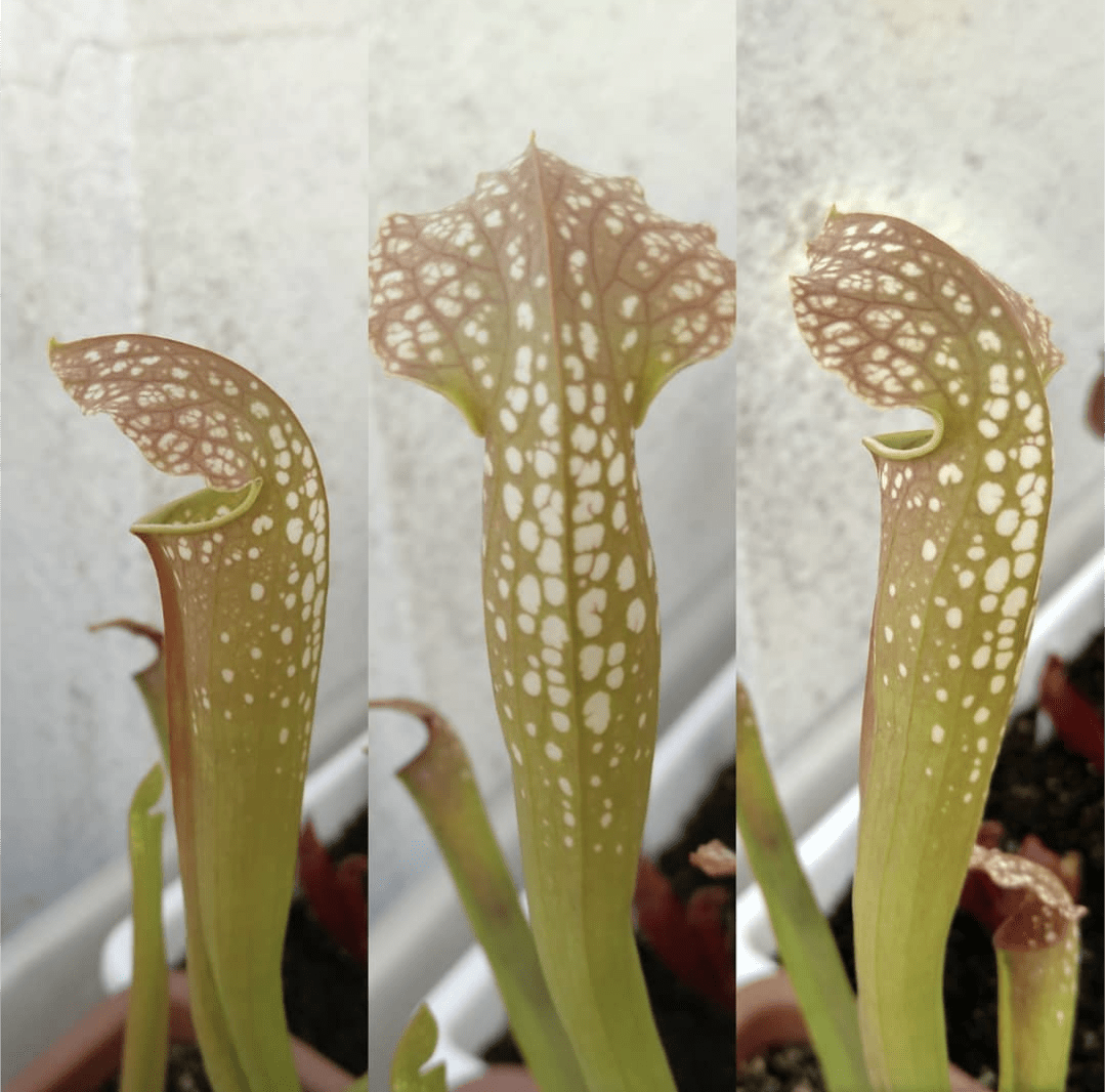 Planta carnívora - Sarracenia Excellens - Carniterrace - Comprar en tienda online