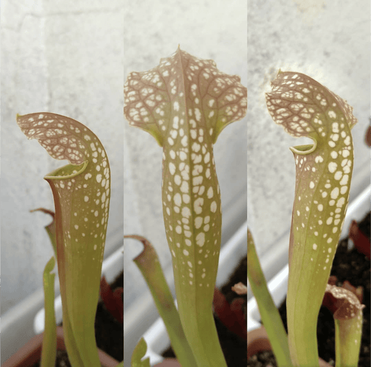 Planta carnívora - Sarracenia Excellens - Carniterrace - Comprar en tienda online