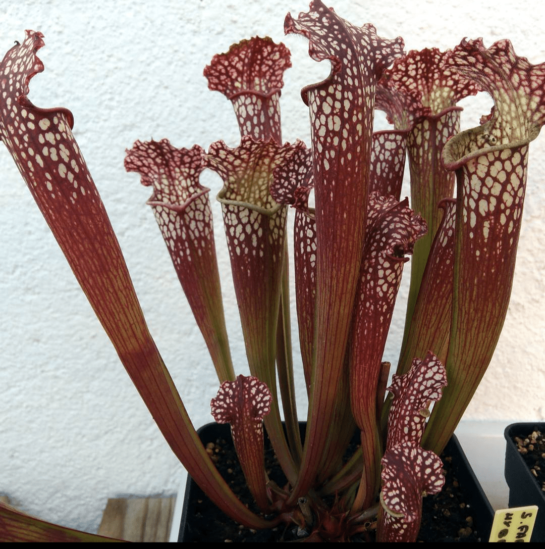 Planta carnívora - Sarracenia Farnhamii hybride - Carniterrace - Comprar en tienda online