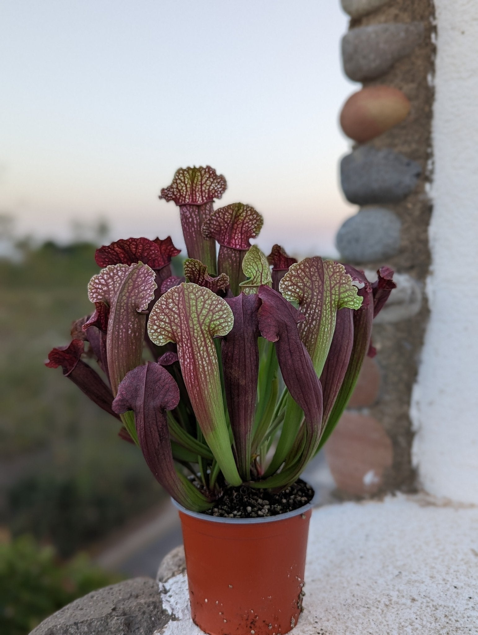 Planta carnívora - Sarracenia Fiona - Carniterrace - Comprar en tienda online